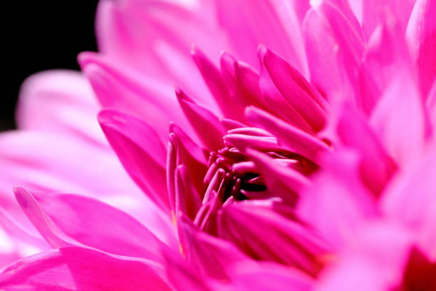 istock Dahlia in Nara, Japan 1212934937