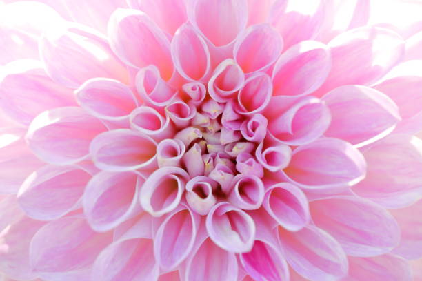 istock Dahlia in Nara, Japan 1212935723
