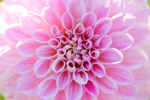 istock Dahlia in Nara, Japan 1212935726