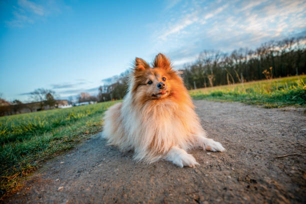 A young shetland sheepdog lies on a ground