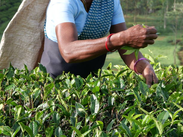 A woman picking tea leaves in a hill country tea plantation A woman picking shiny, green tea leaves from bushes, in a hill country tea plantation. She is standing in the terraced plantation choosing the best leaves to pick. She is holding a bunch of leaves in her right hand and picking tea leaves with her left hand. She is wearing a navy blue patterned sarong and a pale blue t-shirt. A sack is on her back to put the leaves into. sri lanka business stock pictures, royalty-free photos & images