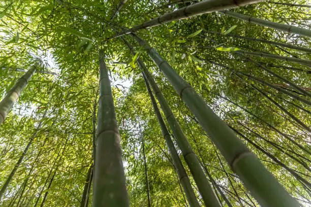 a bamboo forest with a view from below in the spring