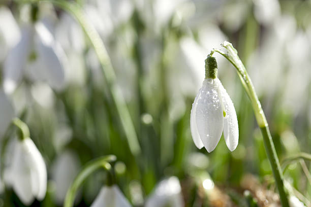 istock snowdrop flower in morning dew, soft focus, perfect for postcar 121293793