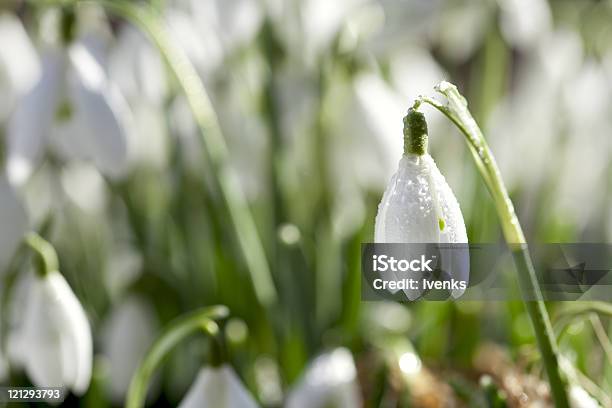 Snowdrop Flower In Morning Dew Soft Focus Perfect For Postcar Stock Photo - Download Image Now