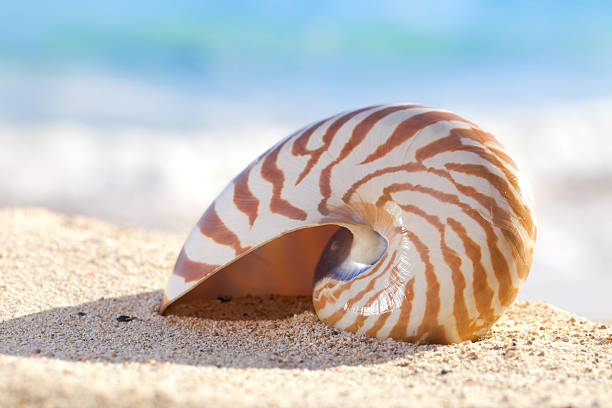 istock nautilus shell on a beach sand, against sea waves 121293797