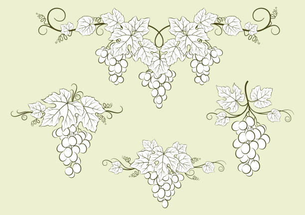 ilustrações de stock, clip art, desenhos animados e ícones de set of grape labels - grape bunch fruit stem