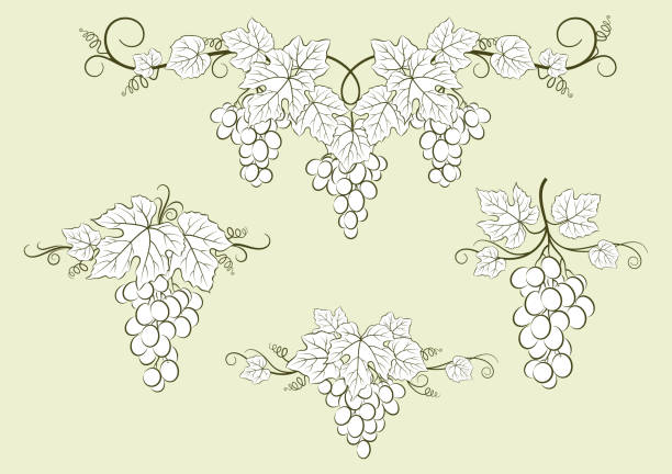 набор виноградных этикеток - grape bunch fruit stem stock illustrations