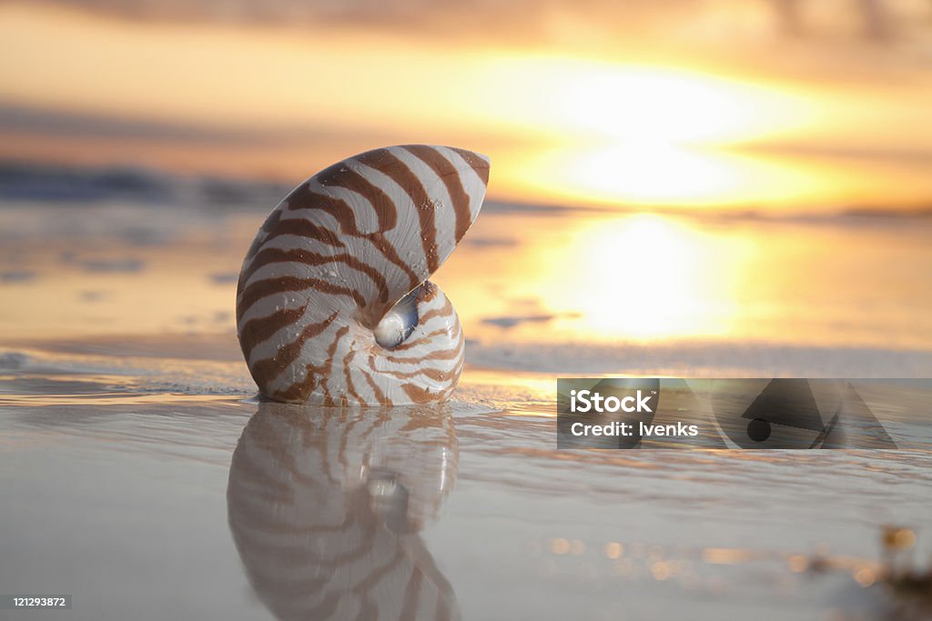 Concha de nautilus no mar e nascer do sol, luz quente - Foto de stock de Areia royalty-free