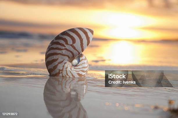 Foto de Concha De Nautilus No Mar E Nascer Do Sol Luz Quente e mais fotos de stock de Areia