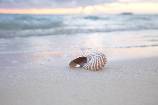istock nautilus shell on sea beach , sunrise. 121293928
