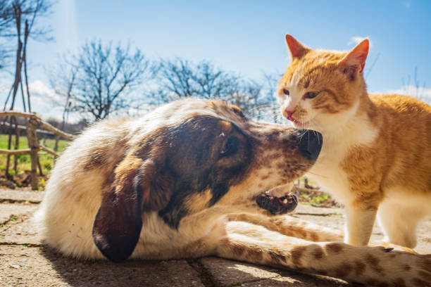 istock dog and kitten playing together outside in the yard. 1212941784