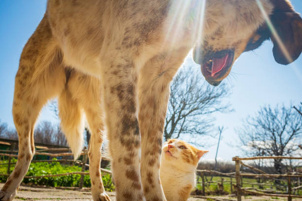 puppy and kitten friends. animals play together.