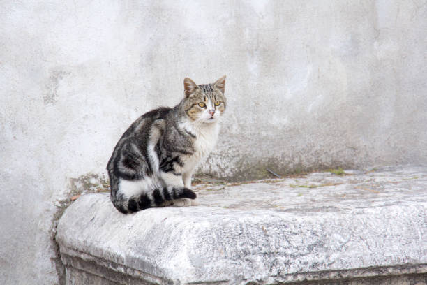 istock Cute tabby cat portrait. 1212941931
