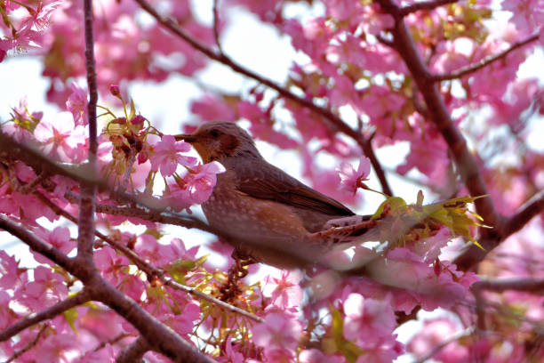 istock Cherry Blossom and Brown-eared Bulbul 1212943139