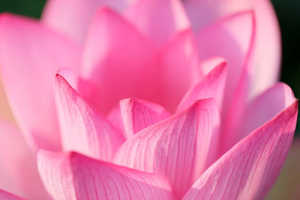 istock Japanese lotus 1212943700
