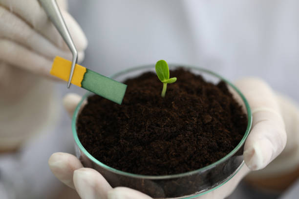 istock Stem growth in laboratory, soil chemical sample. 1212945357