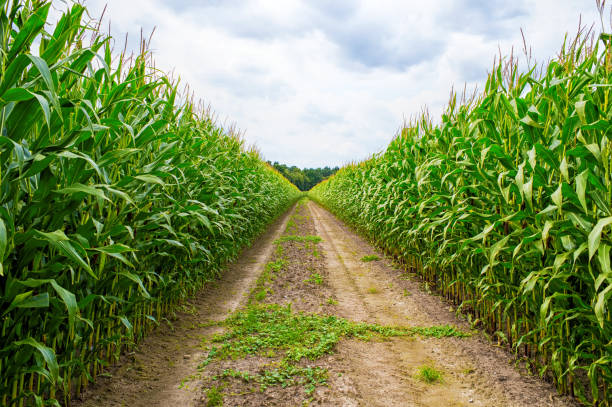 istock Agricultural field on which the green corn grows 1212947024