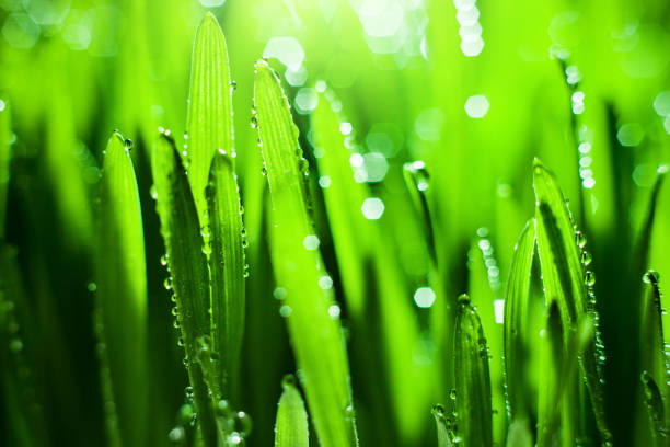 istock Macro. Background, water drops on the green grass. Desktop background. Selective focus. 1212948723