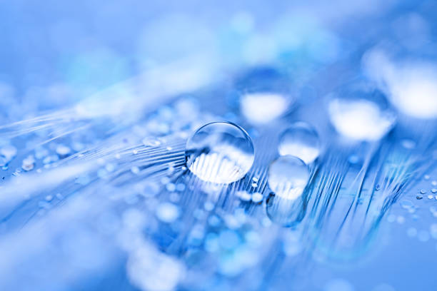 istock Beautiful water drops on the feather. Macro. Beautiful soft light blue and violet background. Selective focus. Background with copy space. 1212948738