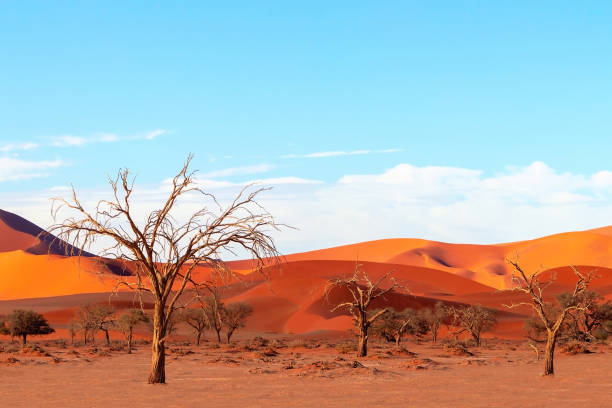 istock Dead trees  and sand dunes in the Namib desert 1212948952
