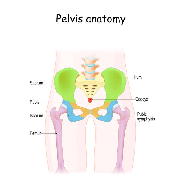 pelvis anatomie. farbstruktur des beckenskeletts: kreuzbein, ilium, steißbein, schambein, ischium und oberschenkelknochen. - hip femur ilium pelvis stock-grafiken, -clipart, -cartoons und -symbole