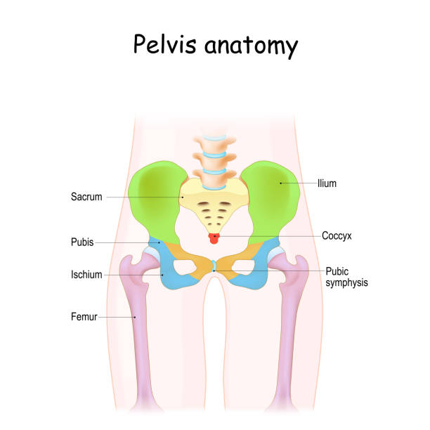 ilustrações, clipart, desenhos animados e ícones de anatomia da pélvis. estrutura colorida do esqueleto pélvico: sacro, ilium, cóccix, púbis, ísquio e fêmur. - ilium
