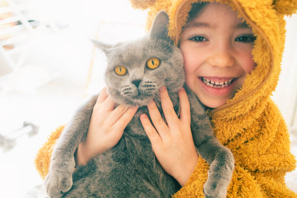 Child with cat Happy child with British shorthair cat. british shorthair cat photos stock pictures, royalty-free photos & images