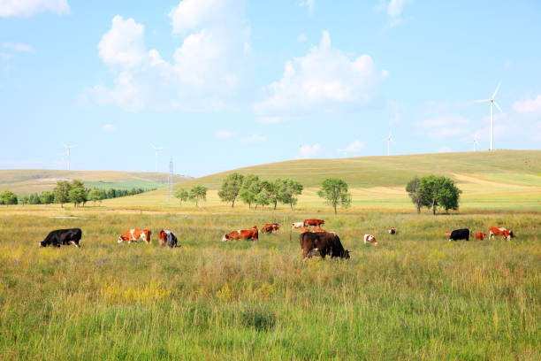 istock Cattle and wind turbines in the grassland 1212956530
