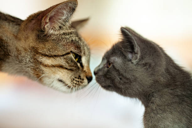 istock Mother cat looks at her kitten. Selective focus. 1212958926