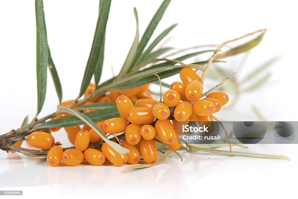 sea-buckthorn  Agriculture Stock Photo