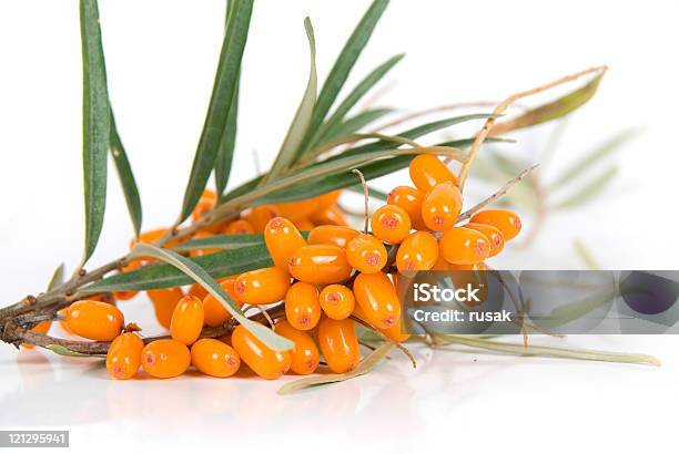 Seabuckthorn Stock Photo - Download Image Now - Agriculture, Berry Fruit, Botany