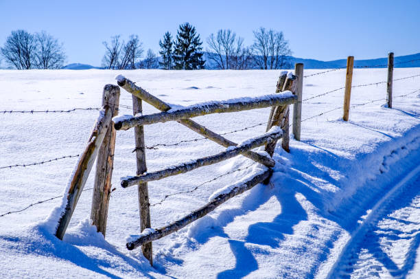 Trees and a fence during winter season.
