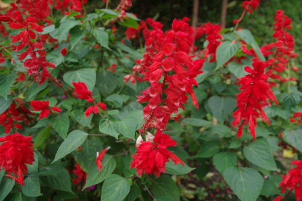 istock Flower in Hmong Village Chiang mai 1212963053