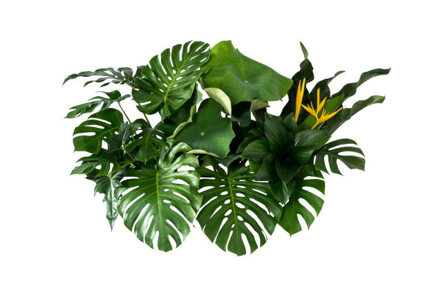 istock green leaves for background and wallpaper 1212963061