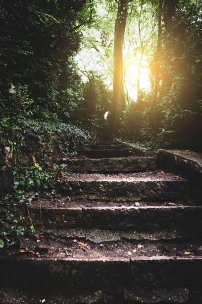 istock Stone staircase into the fairy forest towards dawn 1212963062