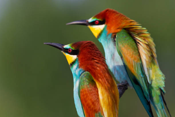 istock beautiful colored birds look into the distance 1212963939