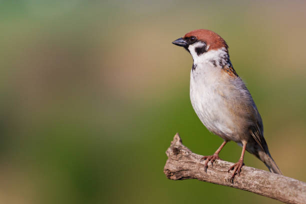 istock sparrow stands and looks left 1212964047