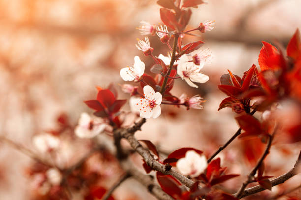 spring flowers, colorful flowers background. spring fruit trees, blooming.