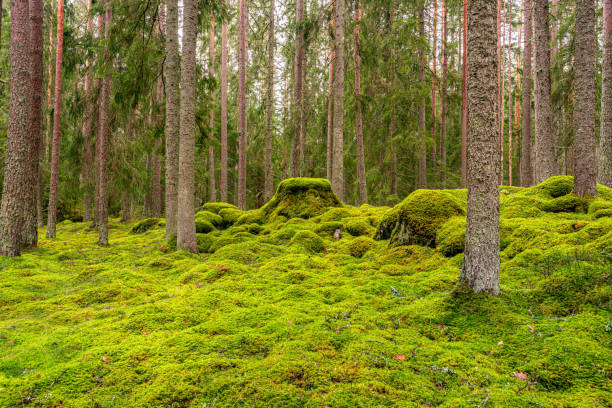 istock Beautiful fir and pine forest in Sweden 1212964420