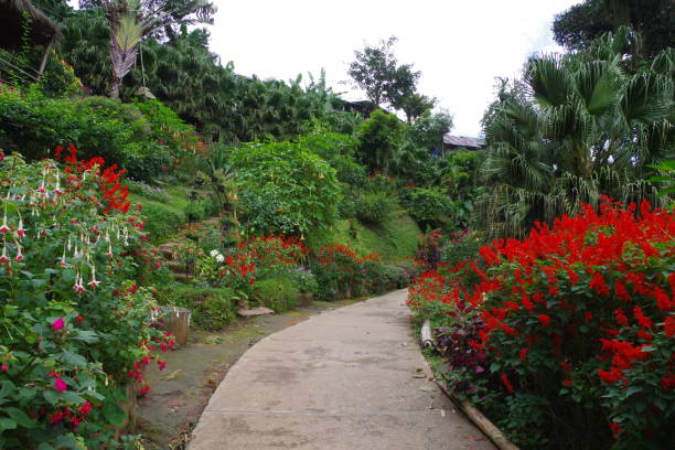 istock Hmong Village in Chiang mai 1212964874