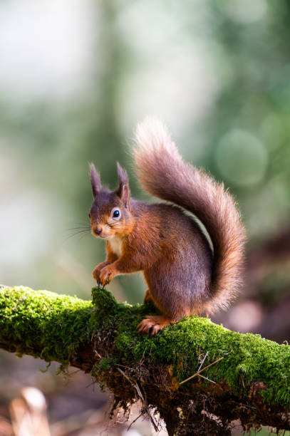 scoiattolo rosso seduto su un ramo coperto di muschio che tiene una nocciola nel bosco scozzese - galloway foto e immagini stock