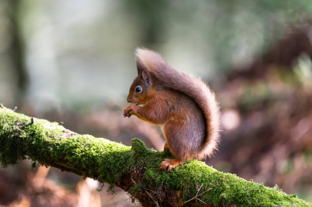 istock Red squirrel sitting on a moss covered branch eating a hazelnut in Scottish woodland 1212966005