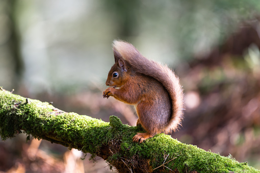 A red squirrel eating a nut while sitting a branch that is covered in moss.
The squirrel is in woodland in Dumfries and Galloway, south west Scotland.
The image was captured on a spring morning.