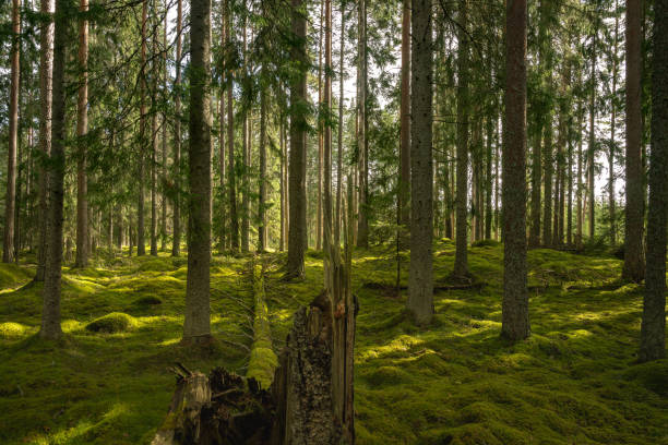 istock Old fir and pine forest with the ground covered in green moss 1212966469