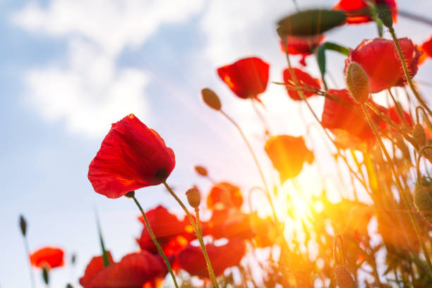 champ rouge de fleurs de pavot regardant vers le ciel et les faisceaux de soleil. fond de nature de printemps. mise au point douce - flower red poppy sky photos et images de collection