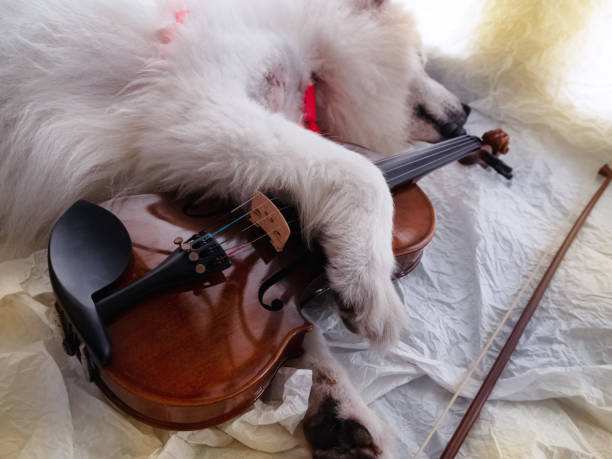 istock Violin was hug by cute dog  leg on grunge surface background 1212969202