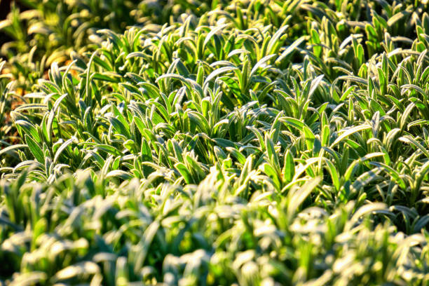 Many small green leaves as a natural background.