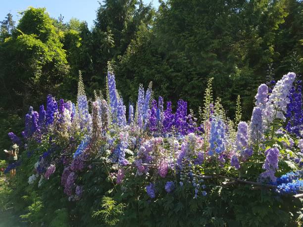 istock Flowers of the forest 1212973707
