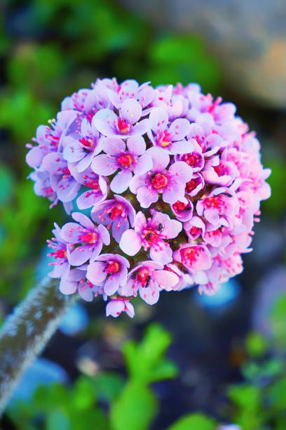 istock Flower ball with many small flowers with a blurred background. 1212974340
