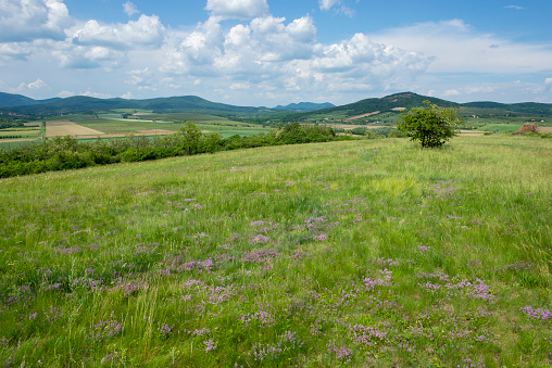 Green hills and trees landscape in Hercegkut Button Hill near Sarospatak. Tokaj region, Hungary